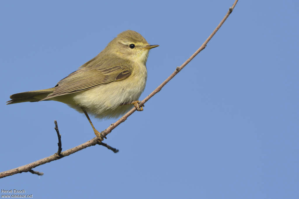 Willow Warbleradult, identification