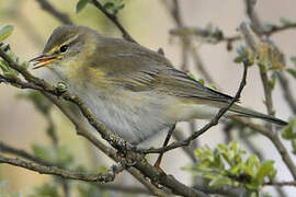 Willow Warbler