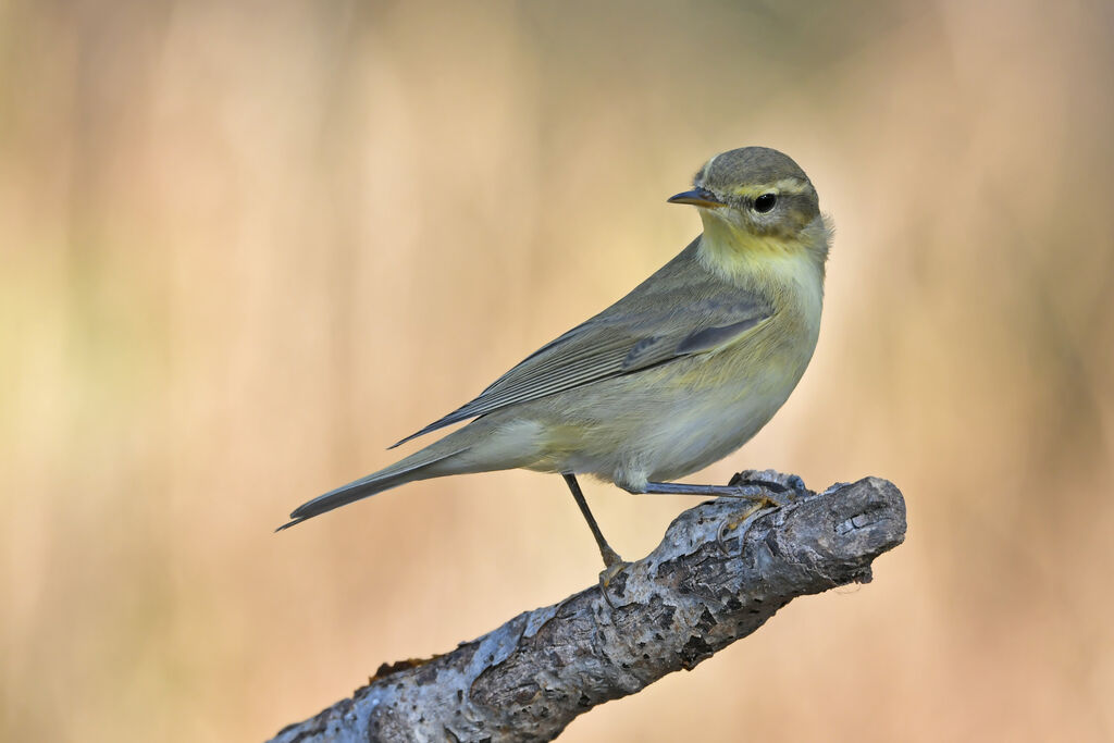 Pouillot fitisadulte, identification