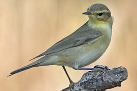 Willow Warbler