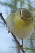 Wood Warbler