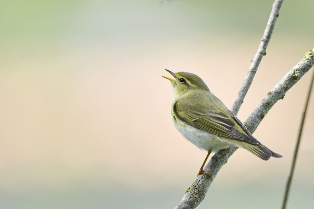 Wood Warbler, identification