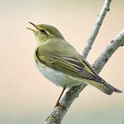 Wood Warbler