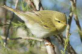 Wood Warbler