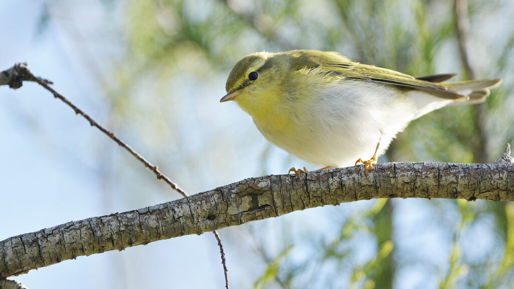 Wood Warbler, identification