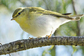 Wood Warbler