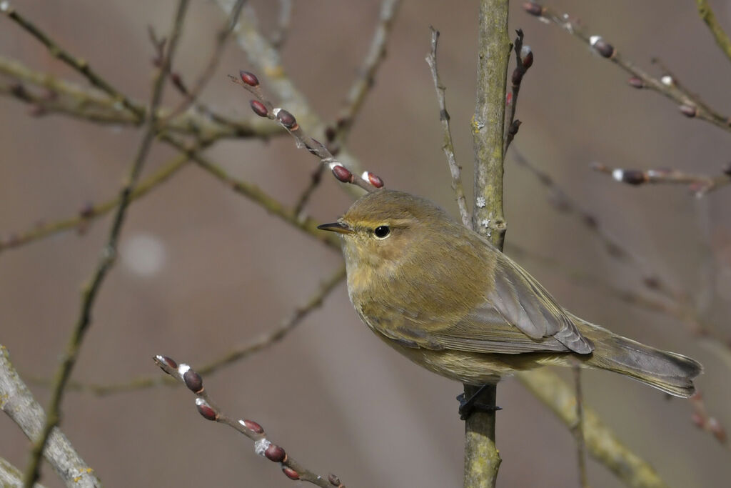 Common Chiffchaffadult, identification