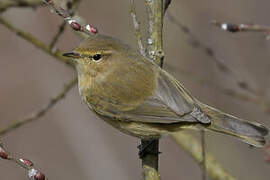 Common Chiffchaff