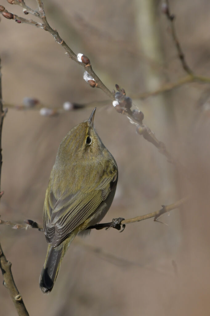 Common Chiffchaffadult, identification