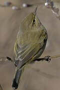 Common Chiffchaff