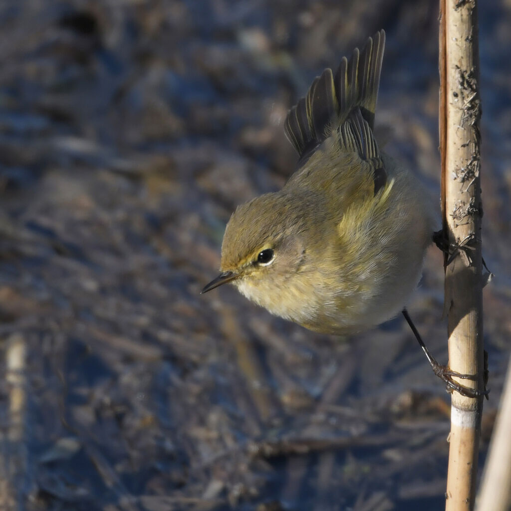 Pouillot véloceadulte, identification