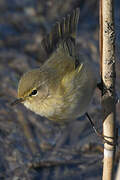 Common Chiffchaff