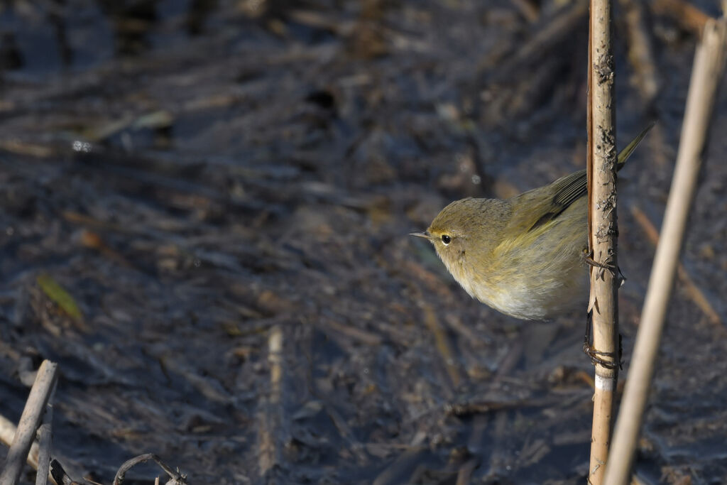 Common Chiffchaffadult, identification