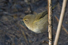 Common Chiffchaff