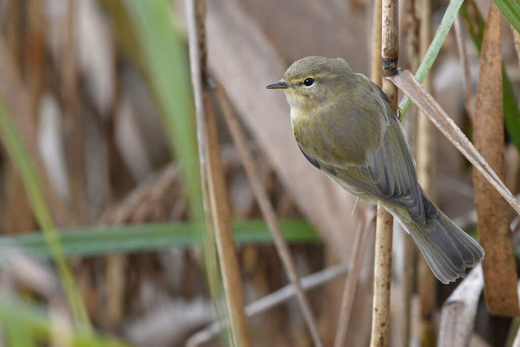 Common Chiffchaffadult, identification