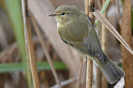 Common Chiffchaff