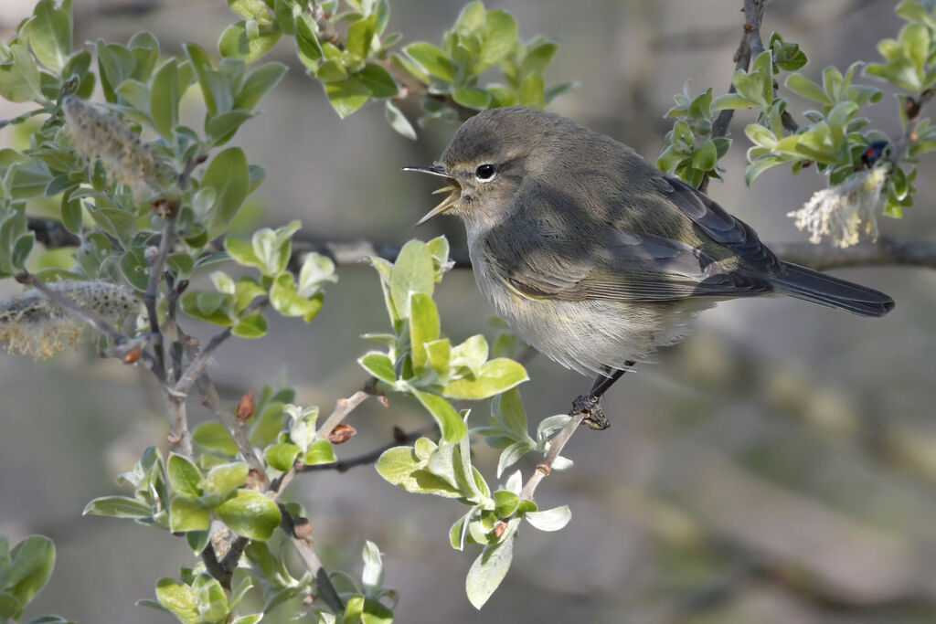 Common Chiffchaffadult