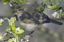 Common Chiffchaff