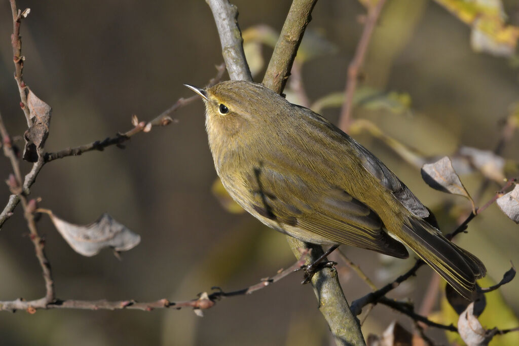 Common Chiffchaffadult, identification