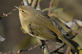 Common Chiffchaff