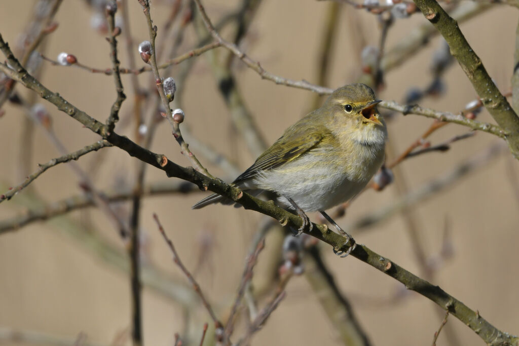 Common Chiffchaff male adult, identification, song