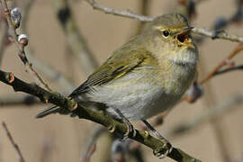 Common Chiffchaff