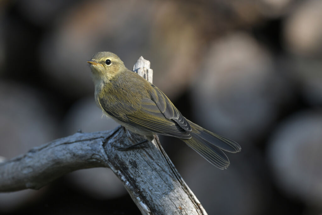 Pouillot vélocejuvénile, identification