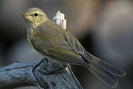 Common Chiffchaff