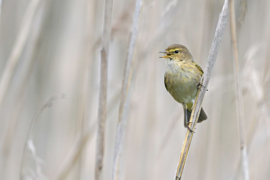 Common Chiffchaffadult breeding, identification, song