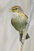 Common Chiffchaff