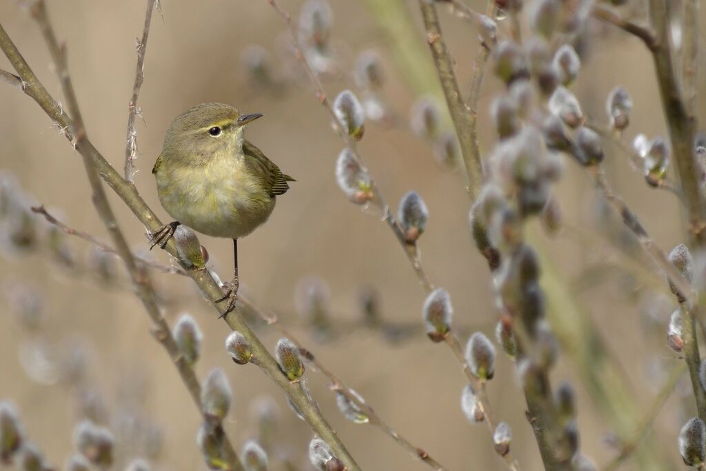 Common Chiffchaff