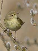 Common Chiffchaff