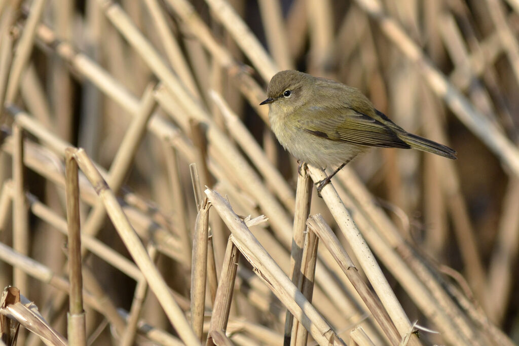 Pouillot véloce, identification