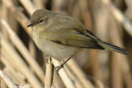 Common Chiffchaff