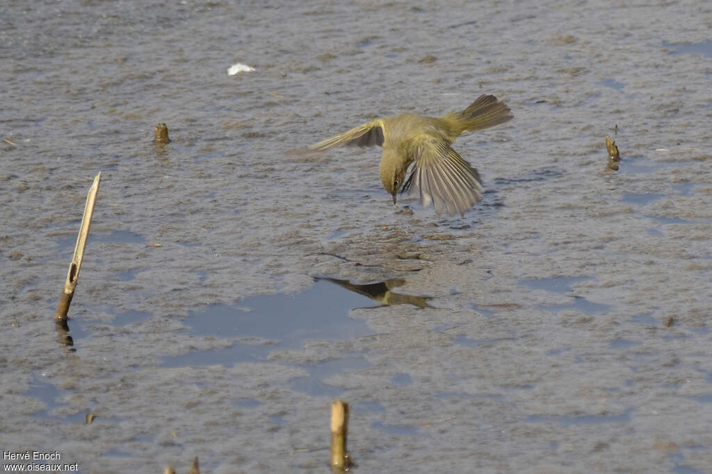 Pouillot véloceadulte, pêche/chasse