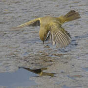 Common Chiffchaff