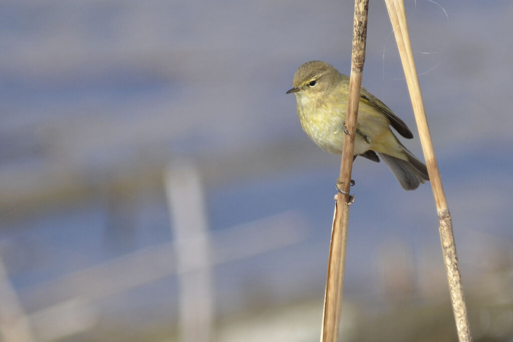 Common Chiffchaff