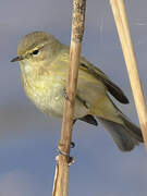 Common Chiffchaff