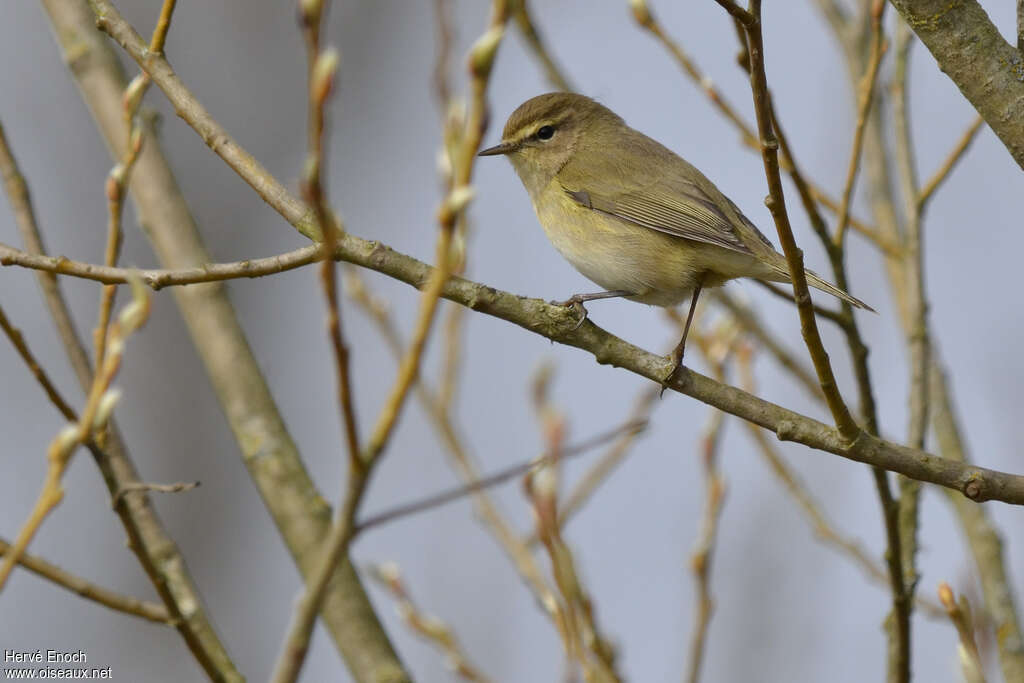 Pouillot véloce, identification