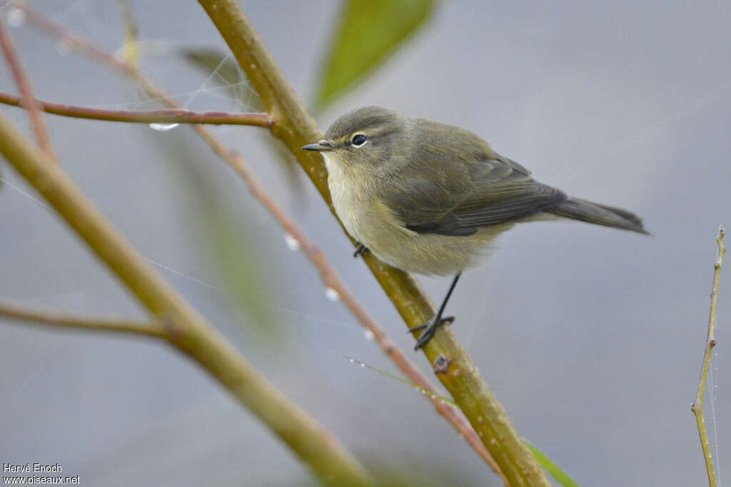 Common Chiffchaffadult post breeding, identification