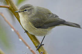 Common Chiffchaff