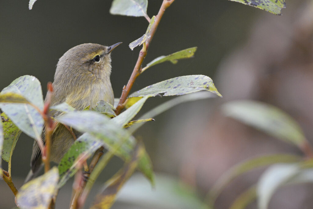 Common Chiffchaff