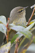 Common Chiffchaff