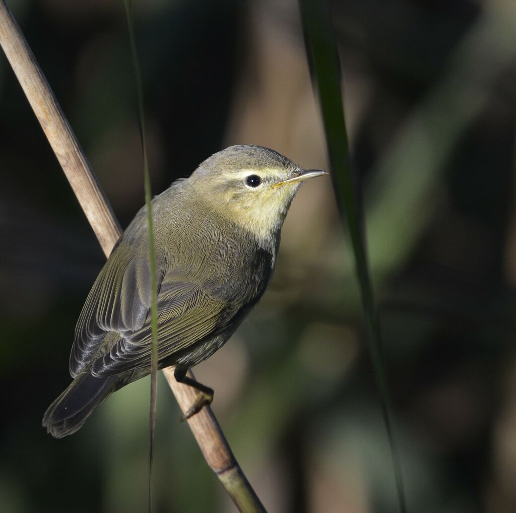 Common Chiffchaffadult, identification