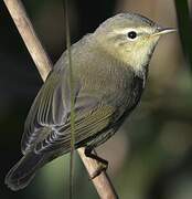 Common Chiffchaff