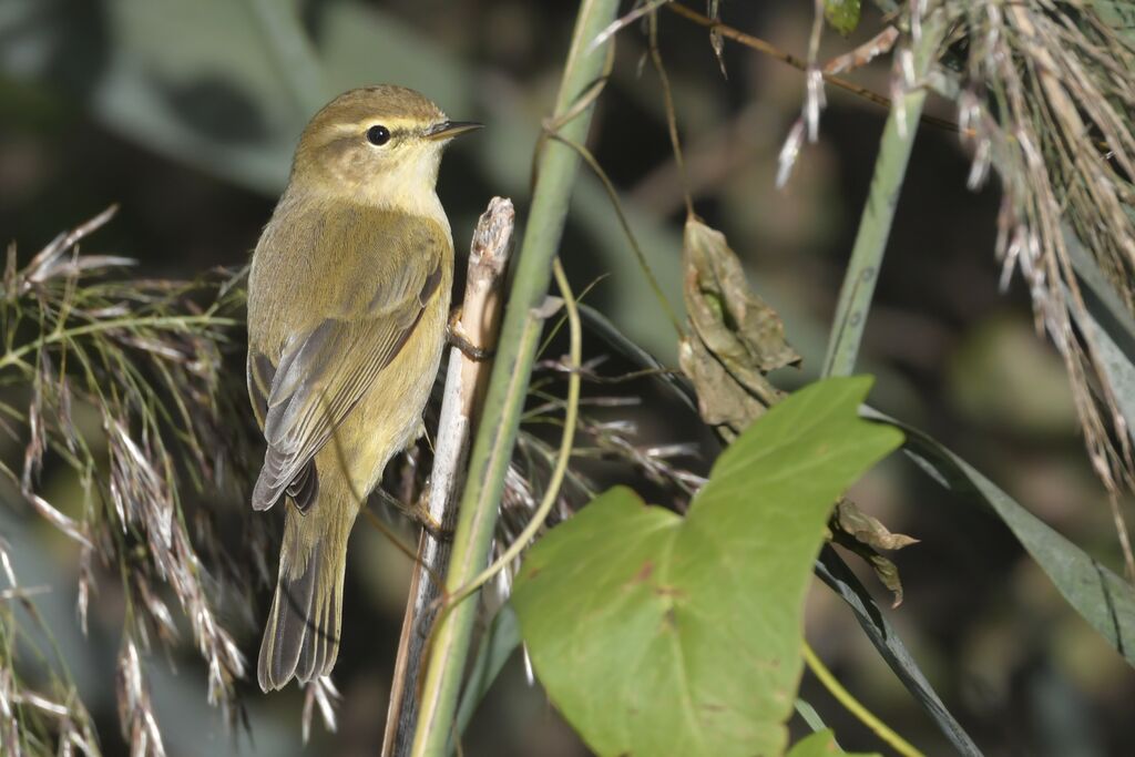 Common Chiffchaffadult, identification