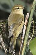 Common Chiffchaff