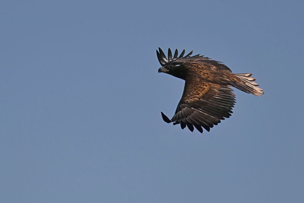 White-tailed Eagle, Flight