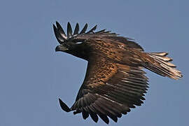 White-tailed Eagle