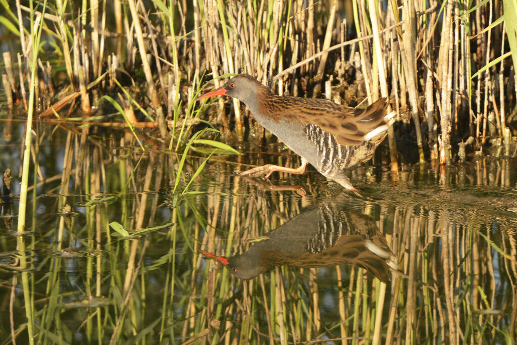 Water Railadult